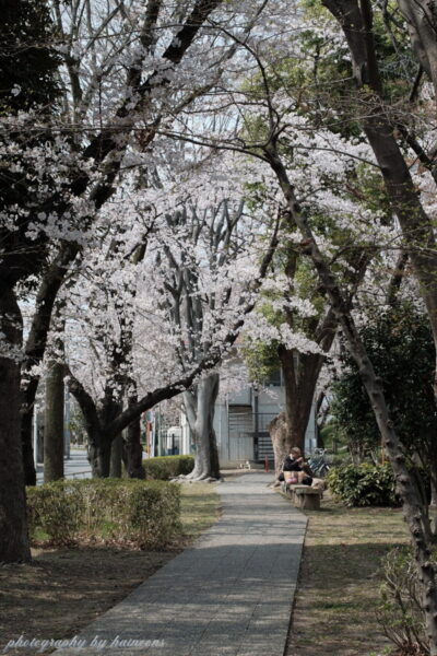 烏川沿いの桜