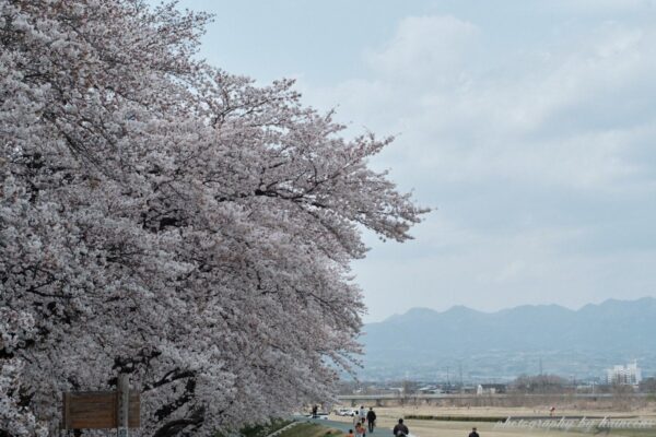 烏川沿いの桜