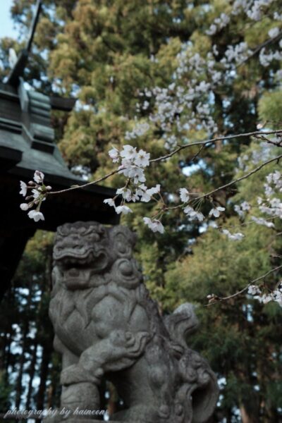 sakura