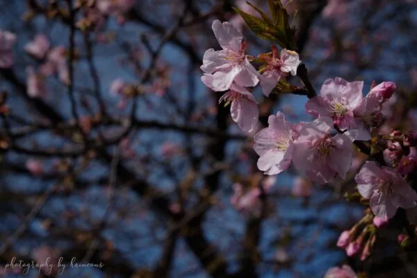 2021 sakura