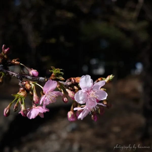 2021 sakura