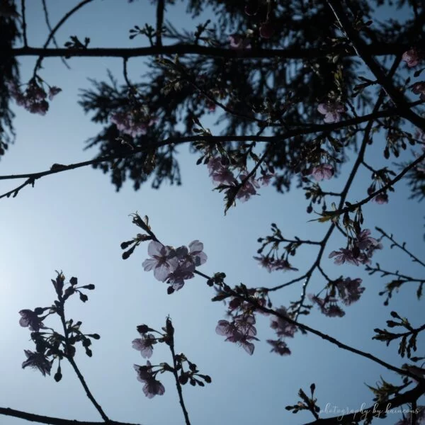 2021 sakura