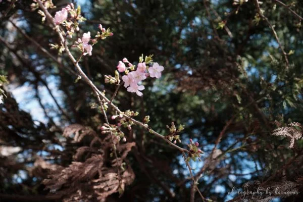 2021 sakura