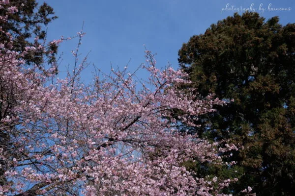 2021 sakura