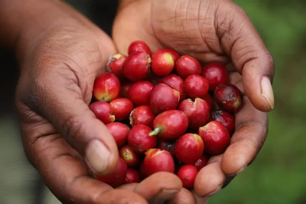 coffee cherry
