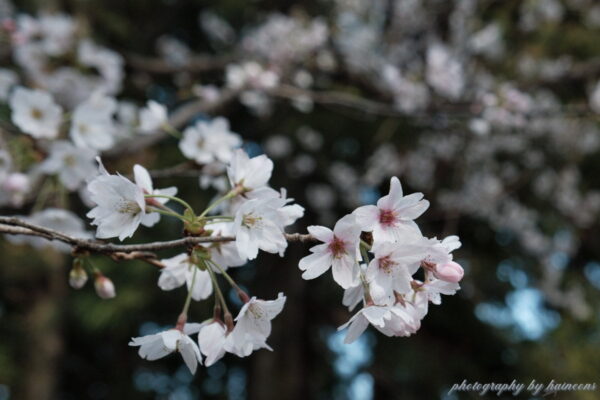 sakura